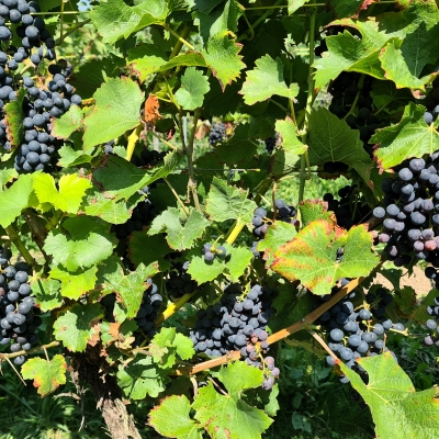 Pinotin 20250812 115829